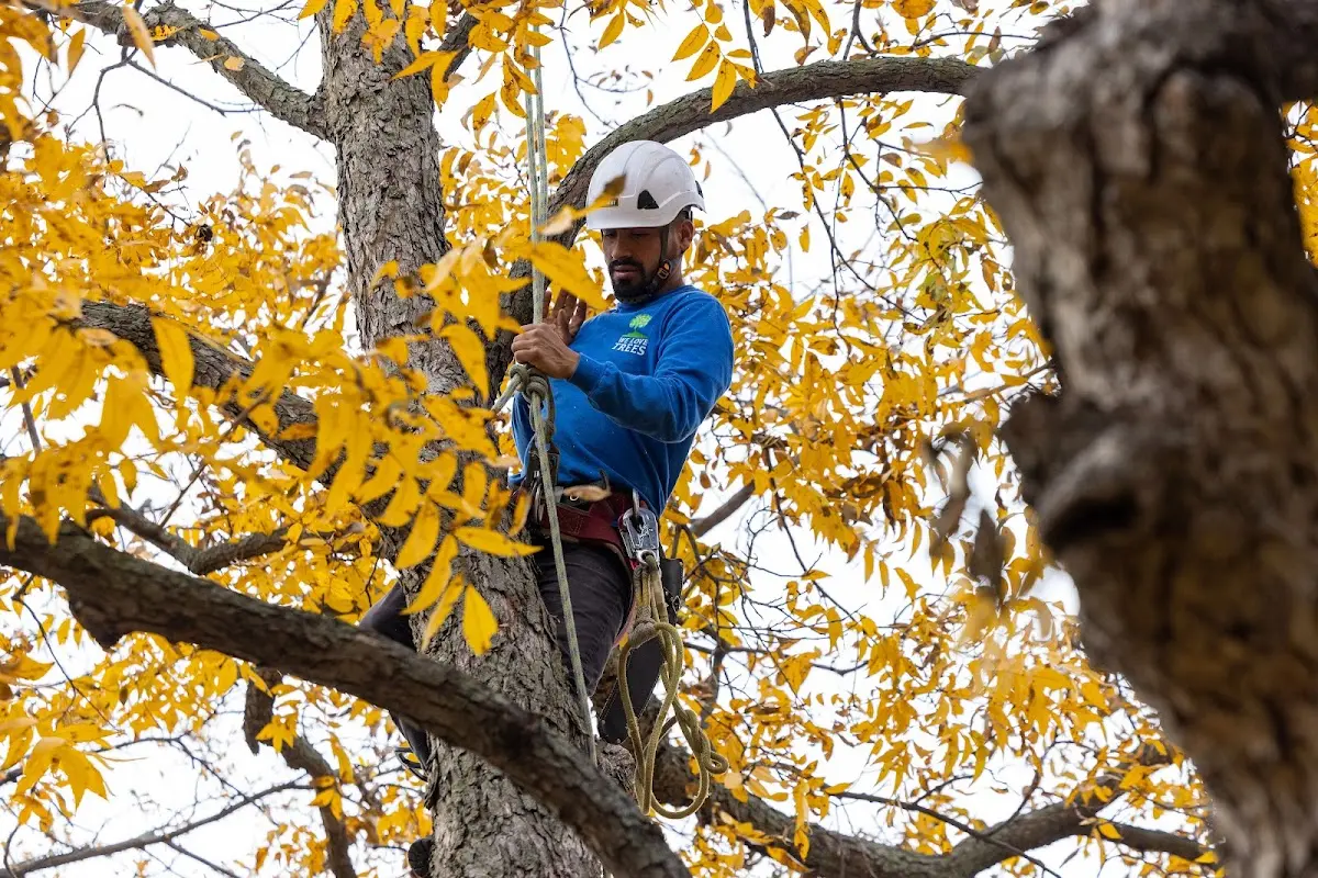 Skilled Storm Damage Cleanup crew working in Ubly